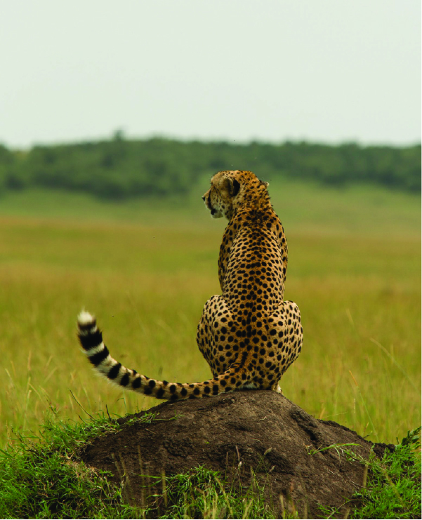 Chui Safari