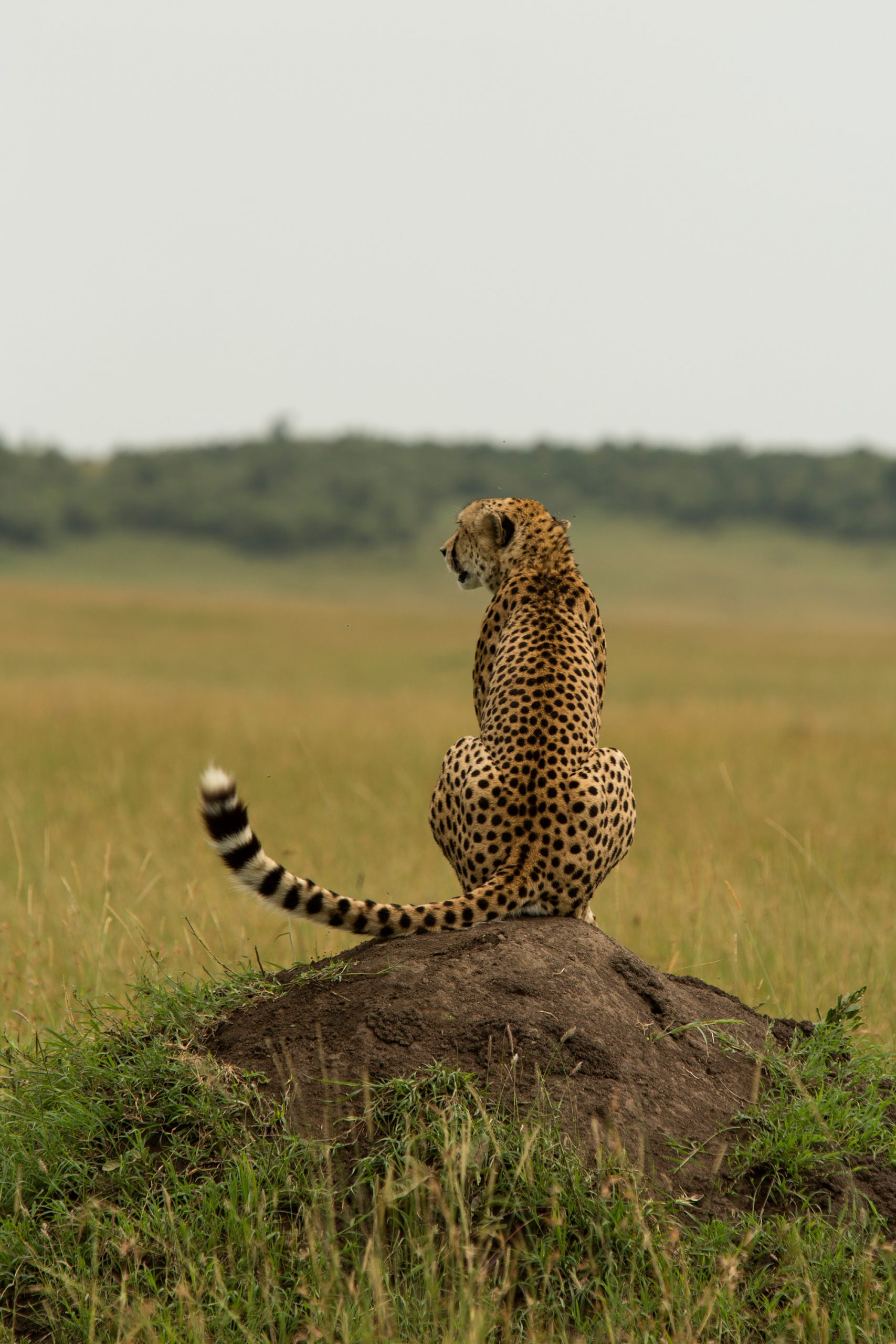 Chui Safari