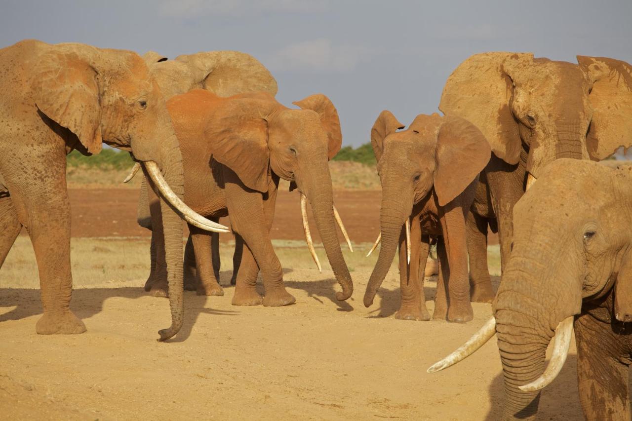 The Red Elephant Safari