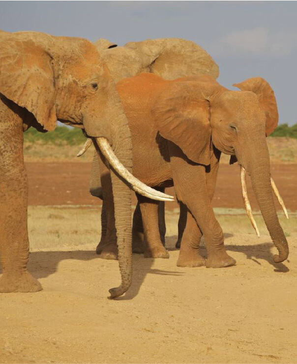 The Red Elephant Safari 