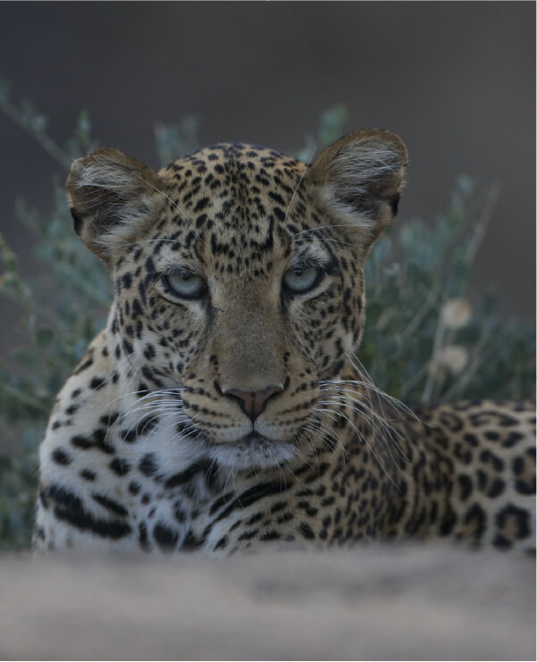 Thorn Tree Safari 