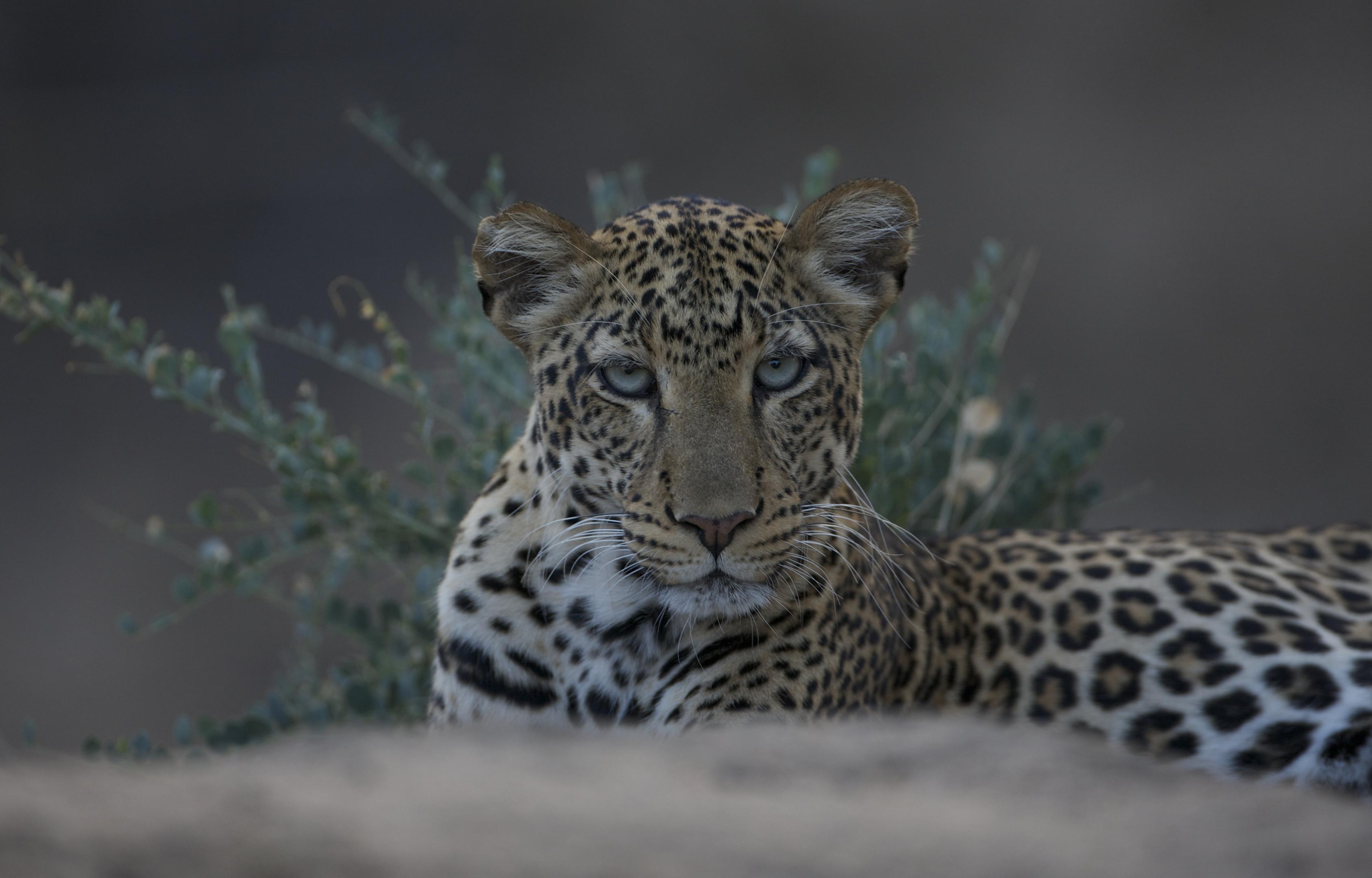 Thorn Tree Safari