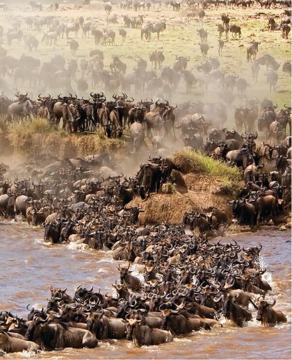 Untamed Horizons of Kenya & Tanzania