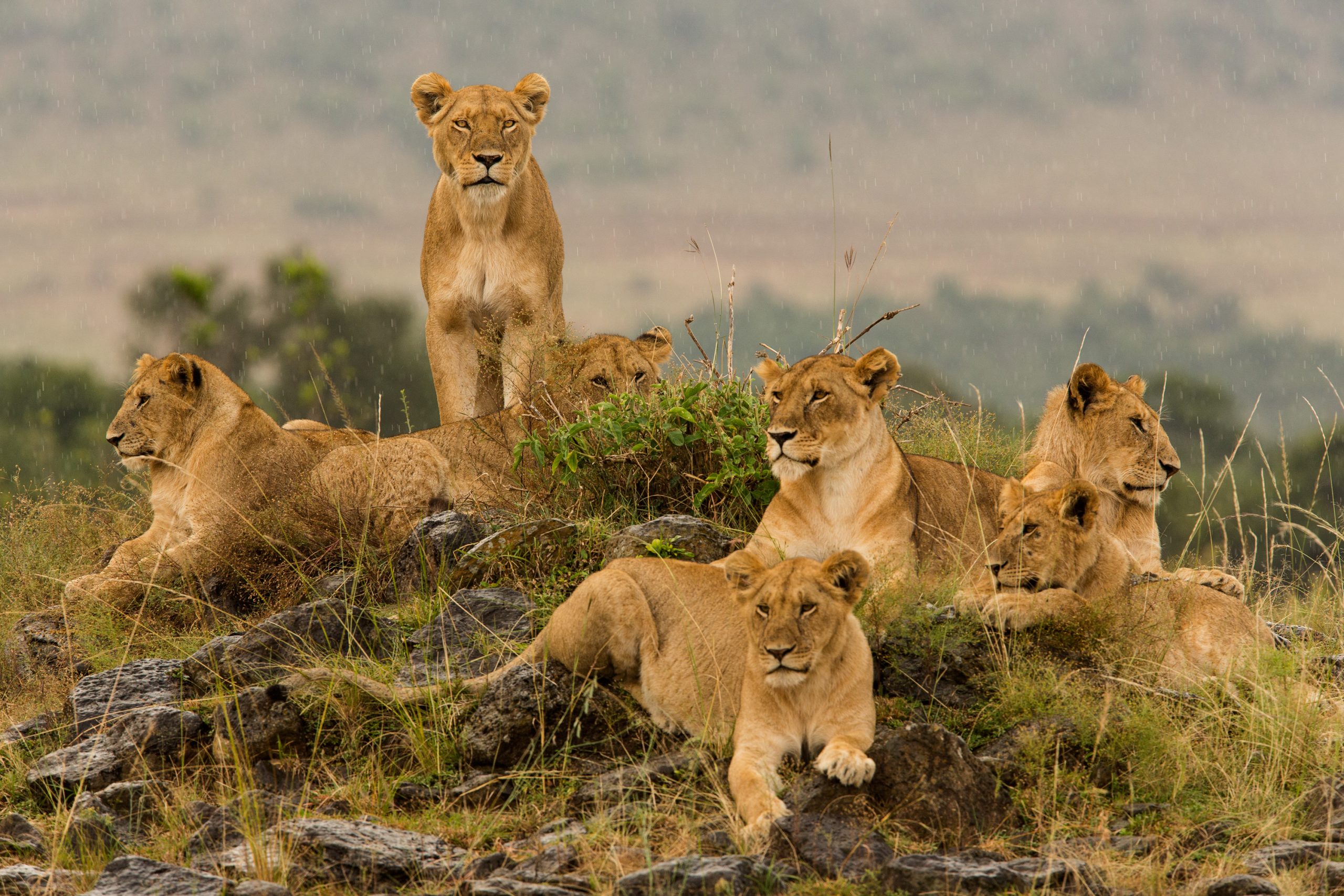Tanzania