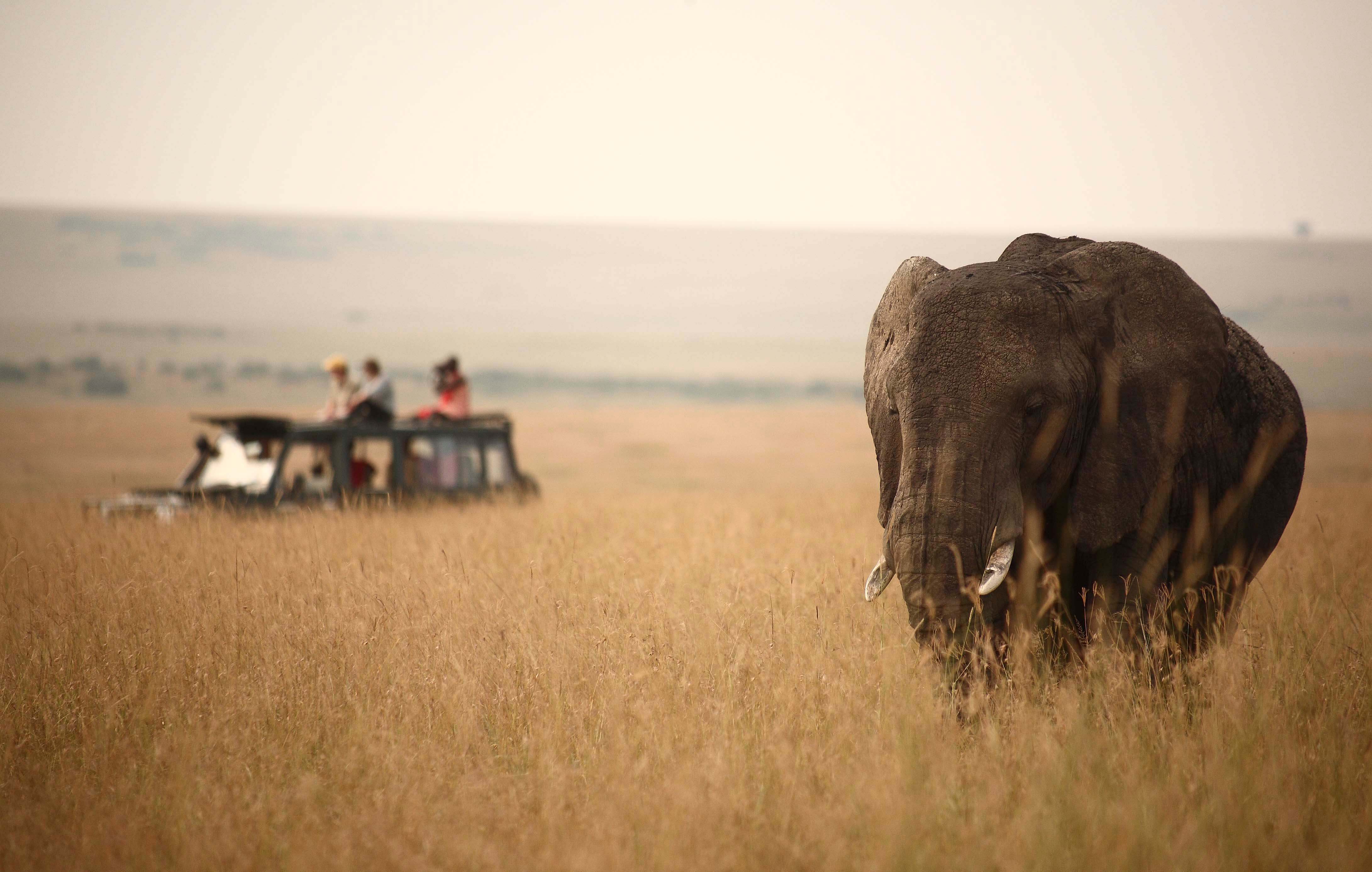 Mbaria Signature Safari