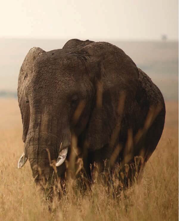 Mbaria Signature Safari