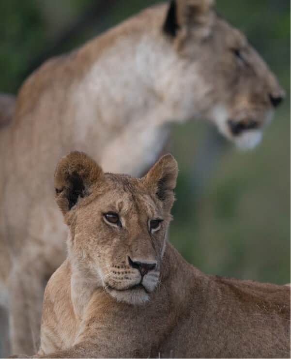 The Majestic East Africa Explorer