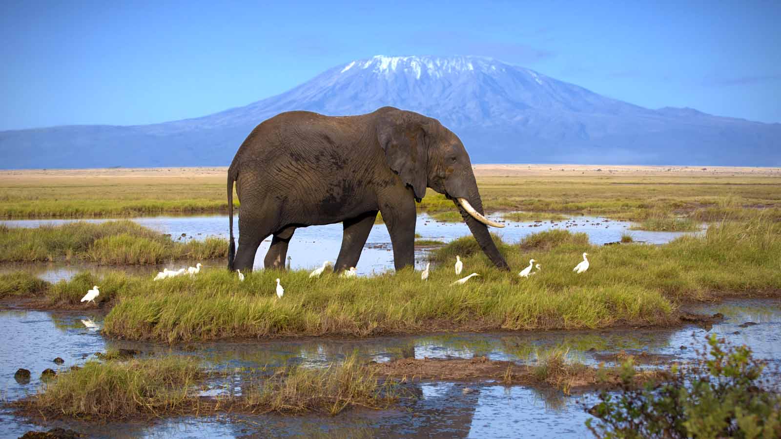 The African Elephant: Gentle Giant of the Savannah