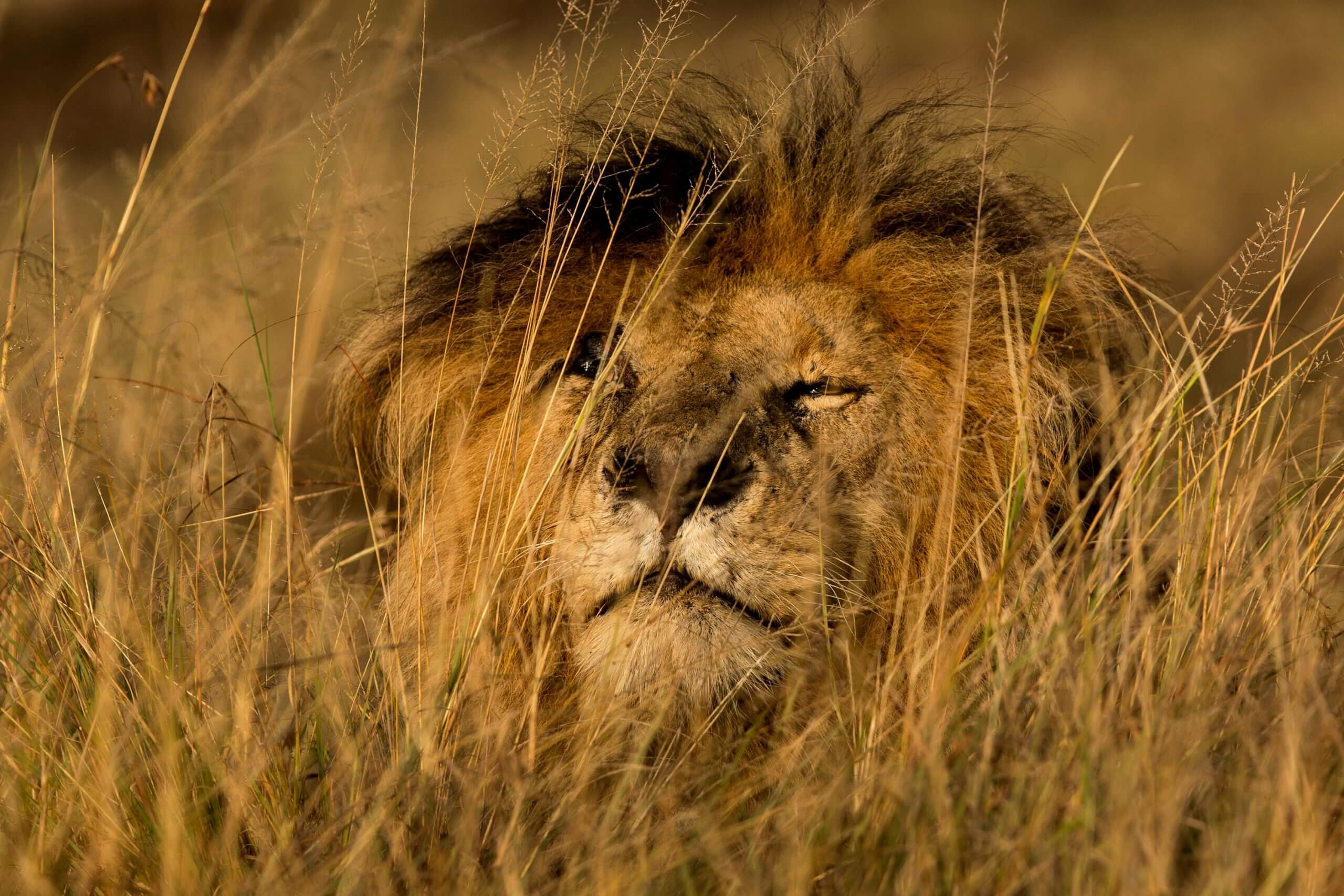Why You Should See the Big Five at Least Once in Your Life