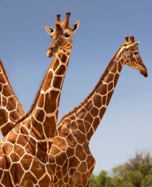 Samburu Wild Weekend