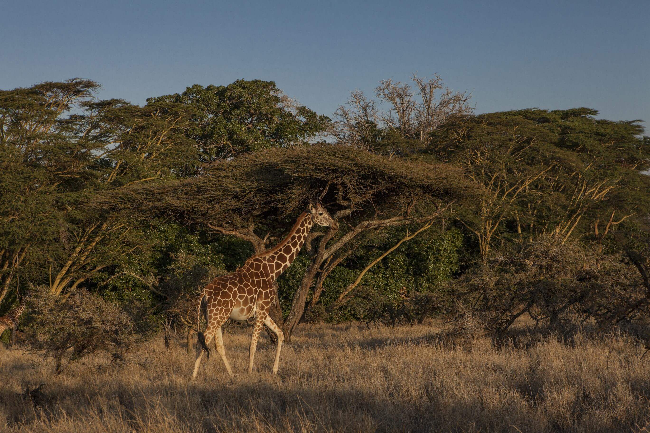 Samburu Wild Weekend