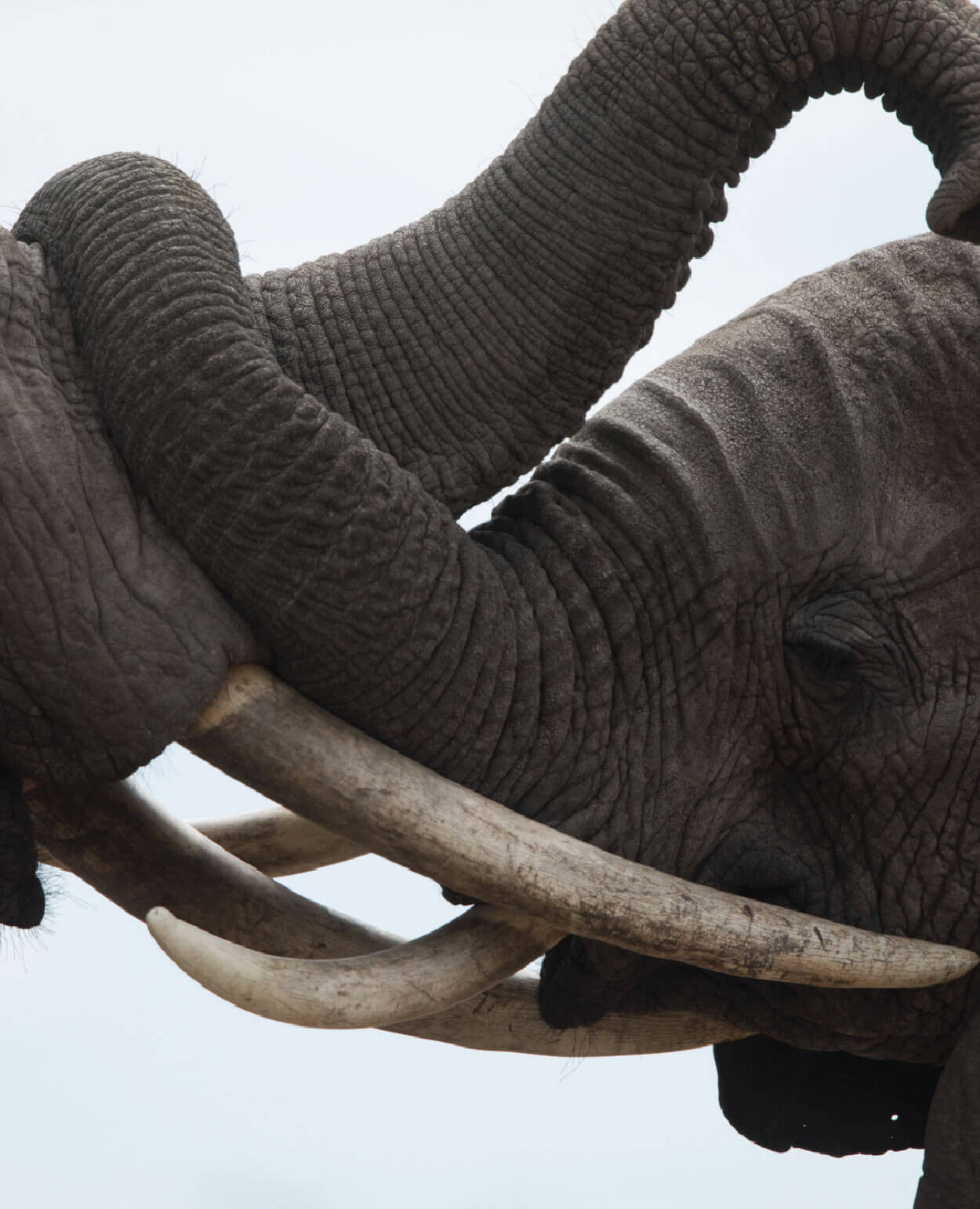 Tsavo Twin Parks Escape